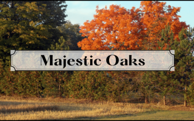 Majestic Oaks: Large Acreage Lots Near the City